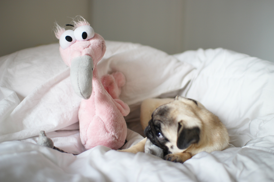 PUG IN BED TESSTED