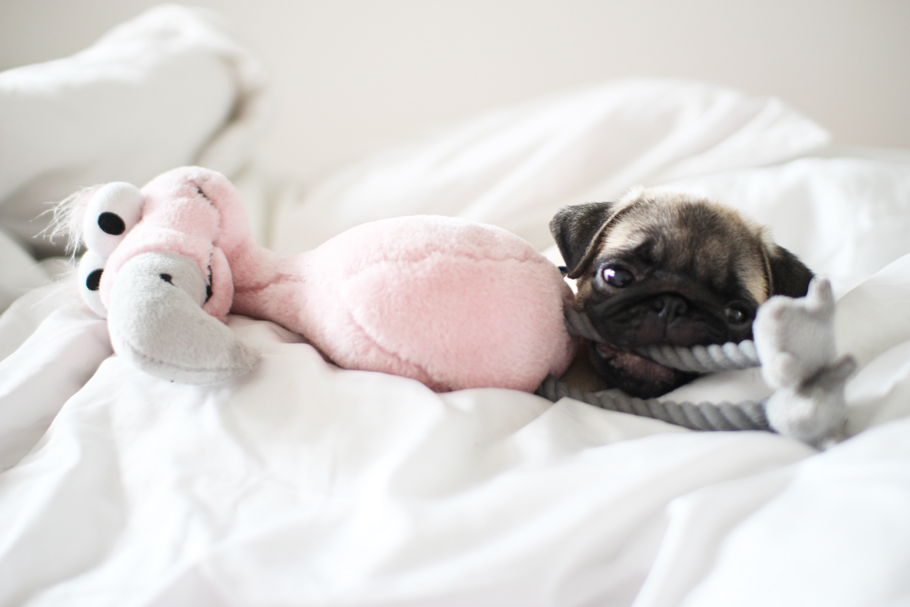 PUG IN BED2