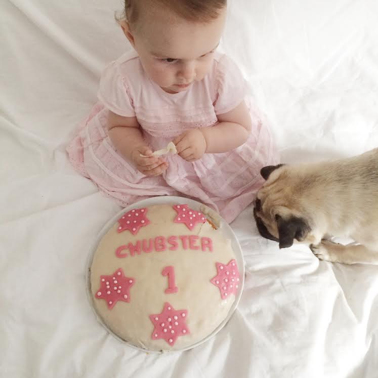 Chubster first birthday pug TESSTED (8)